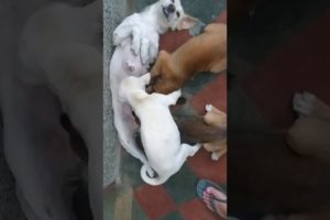 Big Cute Puppies Still Breastfeeding