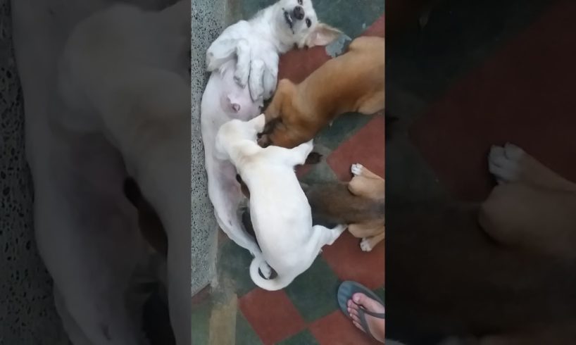 Big Cute Puppies Still Breastfeeding