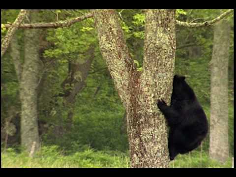 Black Bears - National Park Animals for Kids