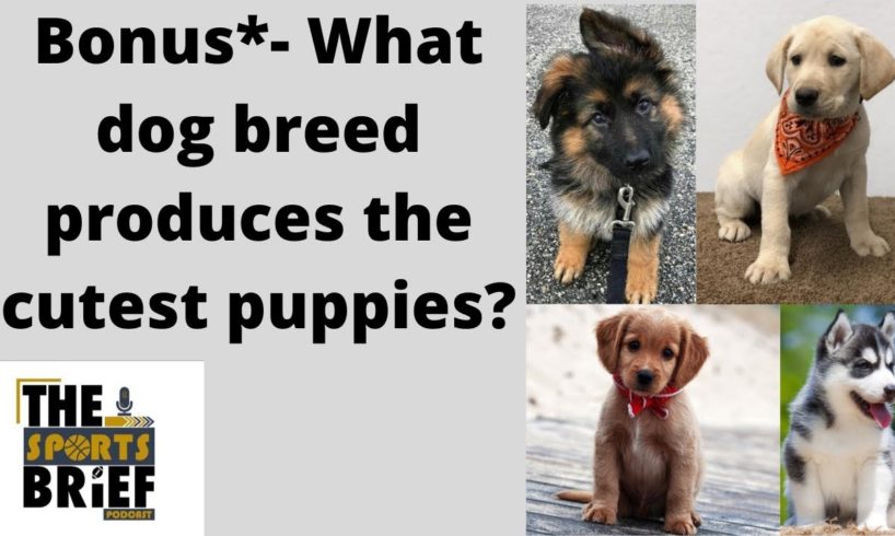 *Bonus material*- Cutest puppies ever