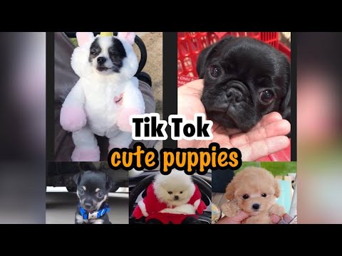 CUTE PUPPIES - TIKTOK Compilation