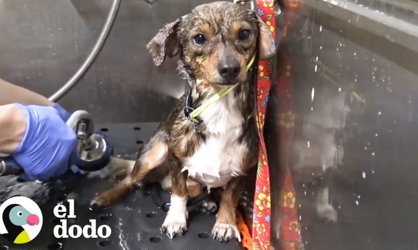 Cachorro es abandonado en las vías del tren | El Dodo