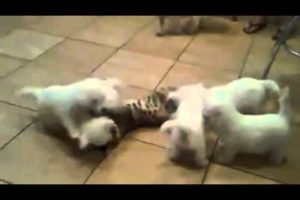 Cat is attacked by 6 adorable and cute puppies! - Freefunnystuff