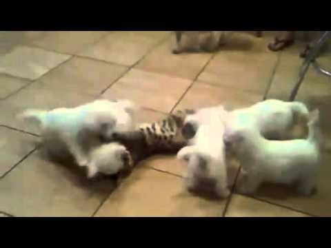 Cat is attacked by 6 adorable and cute puppies! - Freefunnystuff