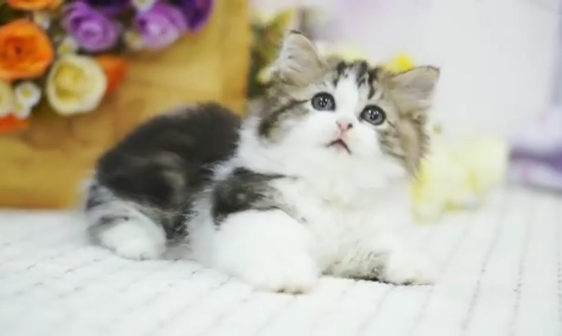 Cats Kittens So Cute Baby Cat Playing Video Compilation #CatsKittens 66