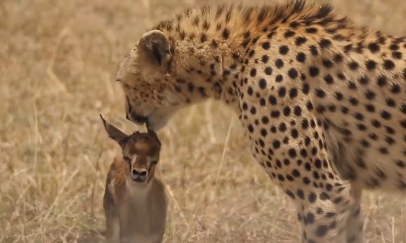 Cheetah Playing With Baby Deer Before Eating It