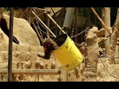 Child monkey playing with a bucket's swing