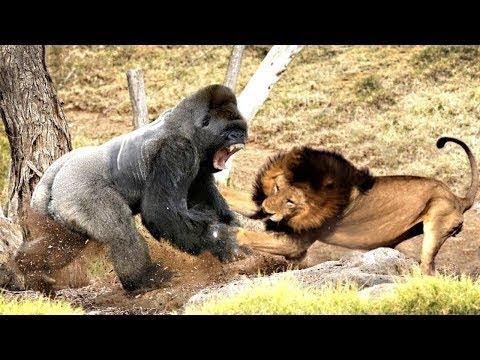 Classic fight Lion , gorilla attack | Gorilla vs lion - Most Amazing Moments Of Wild Animal Fights