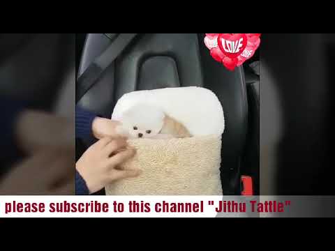 Cute Dogs video collection part-2#cute puppies#puppy#