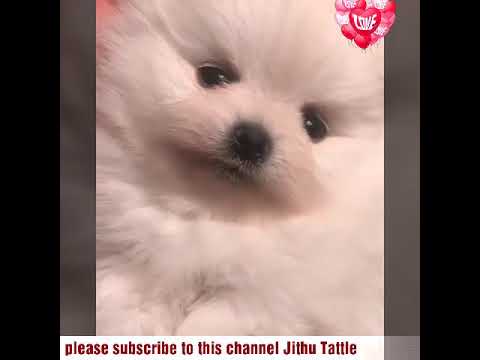 Cute Dogs video collection part_3#Cute puppies#cute puppy##Pets#