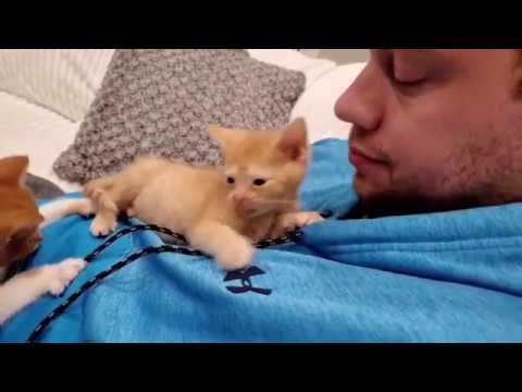 Cute Kittens Eating Funny Videos and Playing Funny Videos and Cats Fighting Videos Cats Comrade