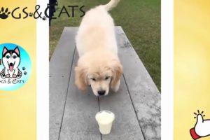 Cute Puppies Doing Funny Things - Puppies Being Cute And Funny