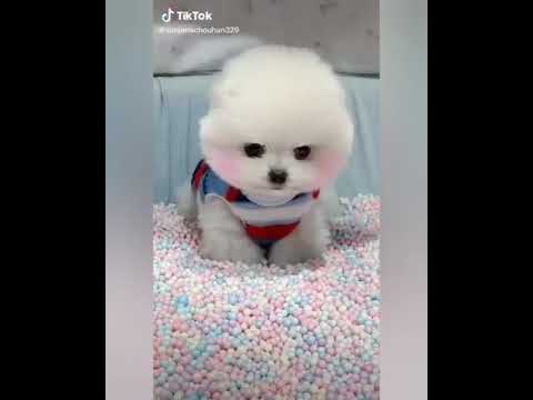 Cute Puppies tiktok