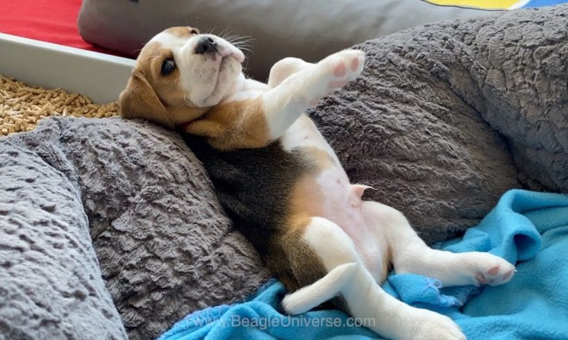 Cute and Funny BEAGLE PUPPY Compilation at just 5 weeks old.