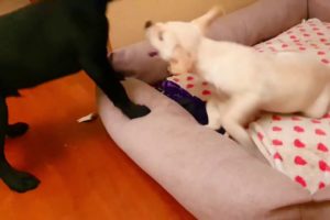 Cutest Puppies! Cute Puppies Videos   Sophie VS Tyler