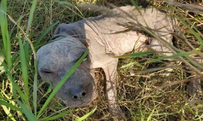 Dog Dumped and Left to Die in South Texas Gets Rescued