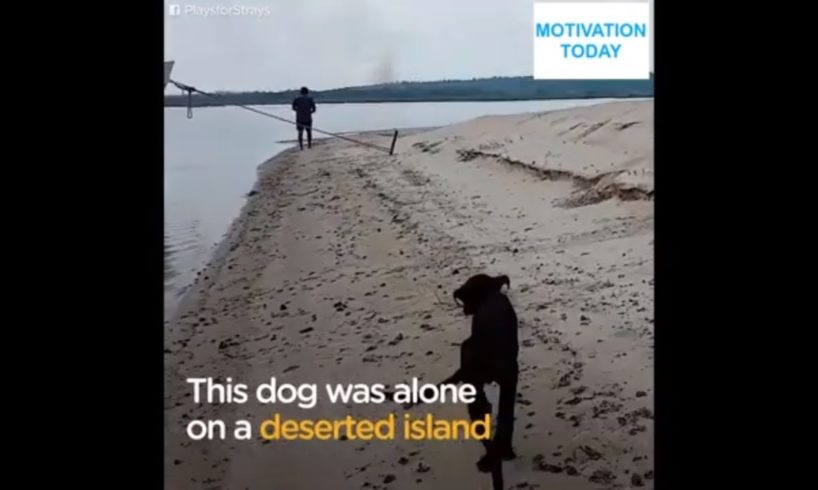 Dog Found On Deserted Island and Rescued by a Man On Cruise