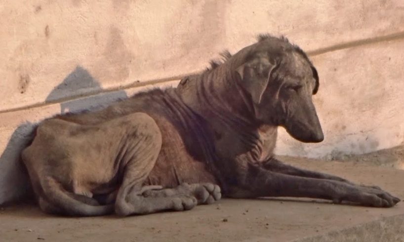 Dog's skin was turning to gravel, now gorgeous after rescue from mange.