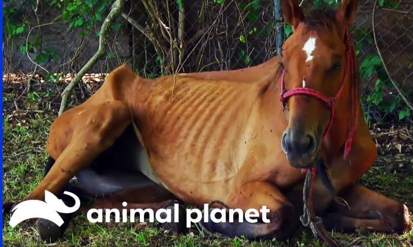 Emaciated Horse Rescued In Time To Save Her Life | Animal Cops Houston