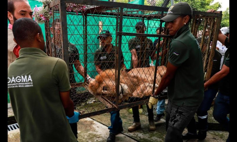 Emaciated lion loses 31 STONE after move from animal rescue shelter to zoo  - Live News 24