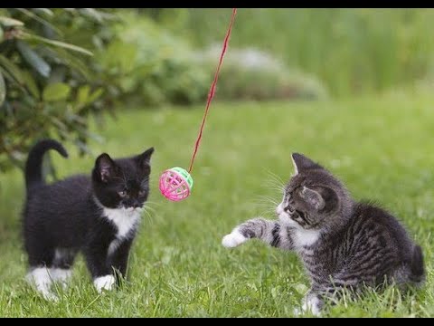 Funny Baby and Animals Playing #51