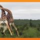 Giraffes Fighting