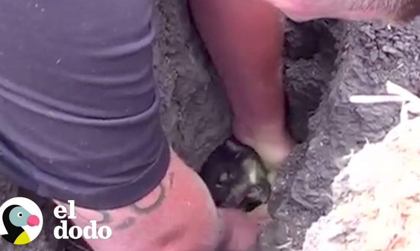 Hombre rescata a cachorro enterrado bajo tierra | El Dodo