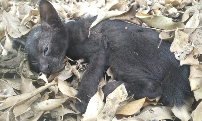 If only I had found kittens sooner | Rescue abandoned kitten full of luck