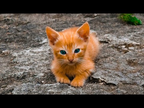 Kitten Playing in Naughty mode | Very Funny animals 2020 | Mini cat videos | Kittens sounds Meowing