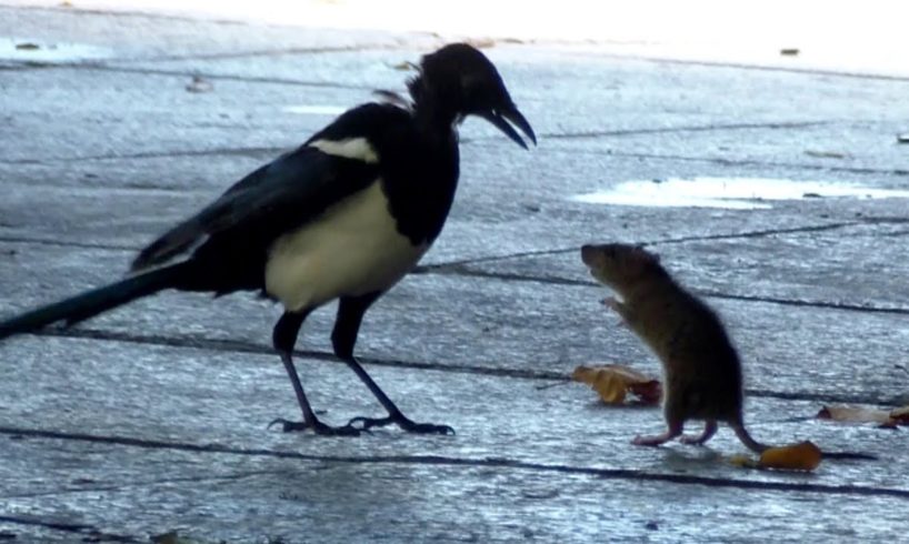 Mouse (Rat) VS Bird Fight Footage