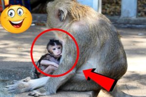 Newborn Monkey 2020, Cutest Baby animals | Amazing monkey videos