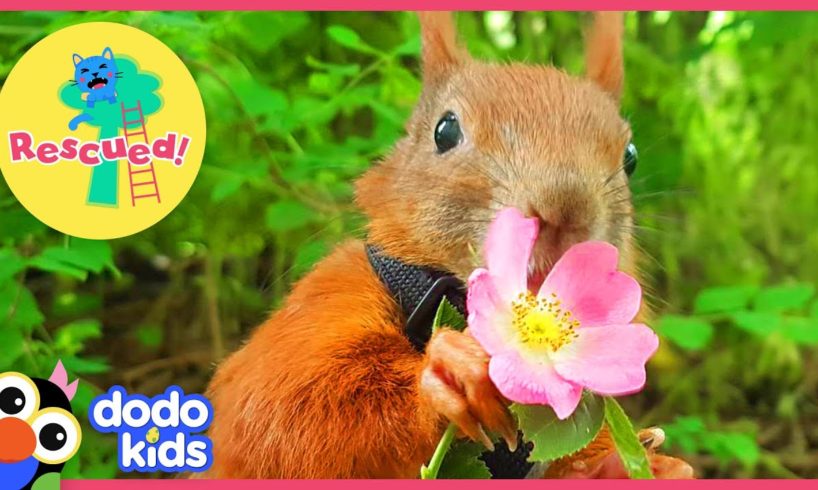 Nicest Guy Rescues Little Squirrel And Becomes His Best Friend | Animal Videos For Kids | Dodo Kids