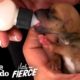 One-Eared Puppy Is Too Tiny To Be Real | The Dodo Little But Fierce