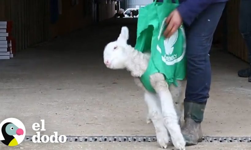 Oveja bebé necesita ayuda para estar de pie | El Dodo