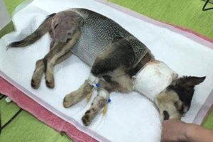 Poor Puppy Was Attacked By Big Dog Because So Hungry Find Foods | Heartbreaking Story