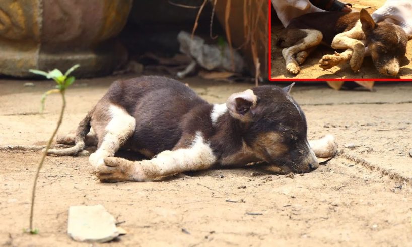 Rescue A Poor Heartbreaking Puppy Was Abandoned Very Suffered Pain Waiting To Die On The Ground