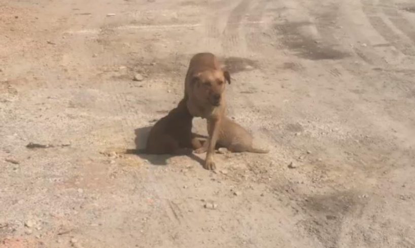 Rescue Mother (Without Leg) and Puppies Wandering at Factory No Chane of Survive