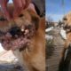 Rescue Poor Abandoned Puppy Suffered Pains with Papillomas Disease Waiting for Death