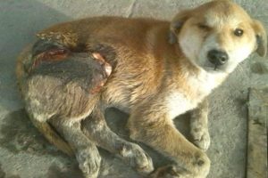 Rescue Poor Dog Suffered serious accident lying on the streets for 10 days without help