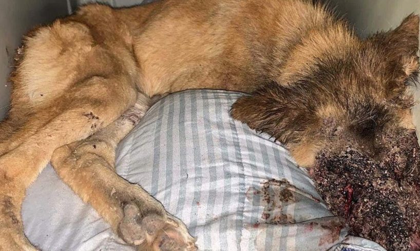 Rescue Poor Dog Was Tied a Stick And Left for Dead On The Side of the Road | Amazing Transformation