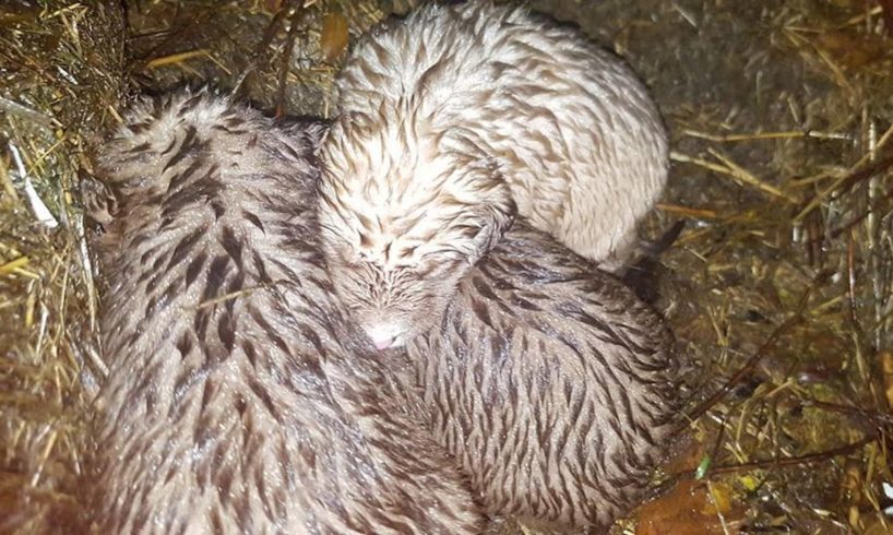 Rescue Poor Puppies Without Mother Trembling Alone, Frozen Under Heavy Rains