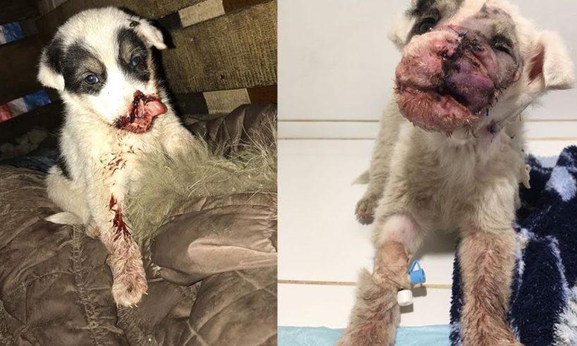 Rescue Poor Puppy Lost Lower Jaw, Two Nose Made Him Unable To Breathe