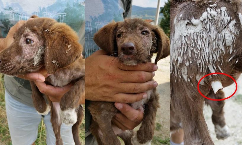 Rescue Poor Puppy Suffered Terrible Wounds, Alone, Sad, Hungry Must Amputated to Save Life