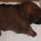 Rescue Poor Puppy Was Severed One Leg After The Terrible Accident