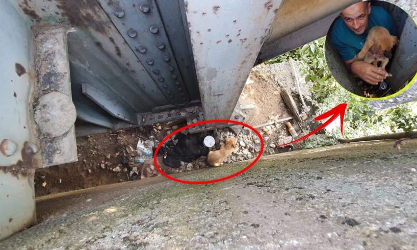 Rescue Poor Puppy frightened the train & fell in the hole with no way out