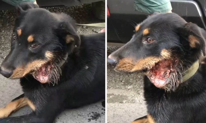 Rescue Stray Dog Was Broken Lower Jaw & AMAZING TRANSFORMATION