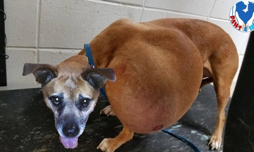 Rescue an Abandoned Dog With Tumor Was 1/2 Her Body Weight