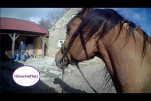 Riding an Arabian horse, after 22 days off.  The Gallop. Part 3