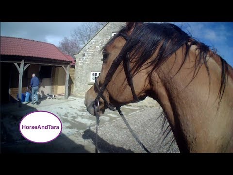 Riding an Arabian horse, after 22 days off.  The Gallop. Part 3