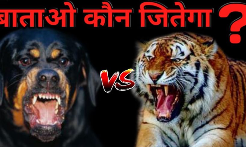 Rottweiler vs Tiger  Who Win the Fight ? | Best Animals Fights | Tiger vs Rottweiler -Dogs Biography